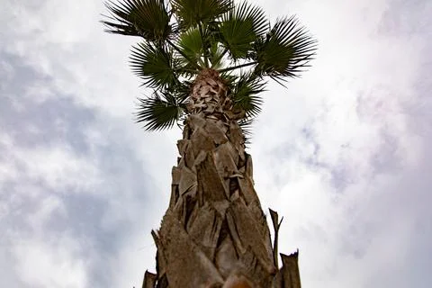 A palm tree with a lot of clouds 스톡 사진
