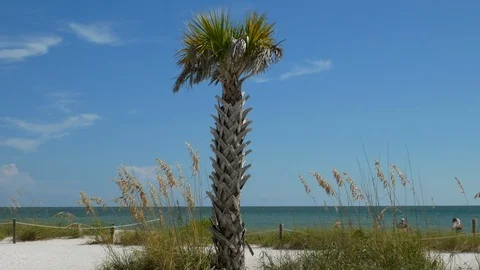 Palm Tree, Lovers Key Beach, Florida, United States. Vidéo 115737083