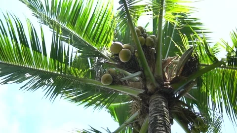 Palm tree Low angle Stock Footage 159868225
