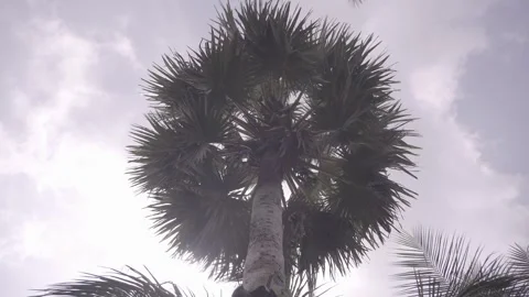 Palm tree low angle 스톡 동영상 310449264