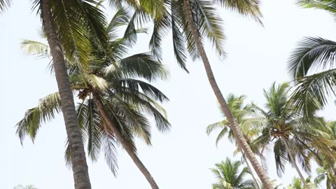 Palm tree low angle view Stock Footage 241423631