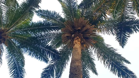 Palm tree, low angle view, directly below shot. Growing green of palm tree .. Stock Footage 281133424