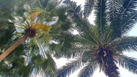 Palm tree, low angle view, directly below shot. Growing green of palm tree .. 스톡 동영상 281133440