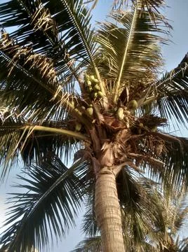 A palm tree  low angle view beside the sea beach Stock Photos