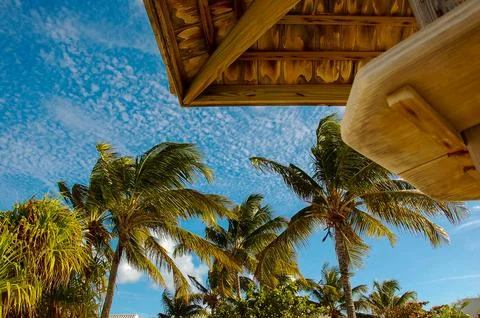 Palm tree low angle view Stock Photos
