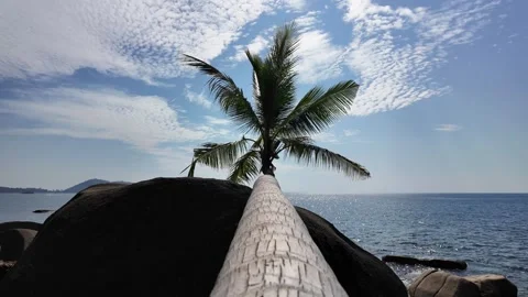 Palm tree lying on a large stone on the seashore Video stock 302185248