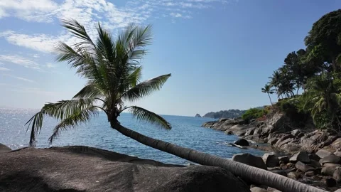 Palm tree lying on a large stone on the seashore Stock Footage 302185260