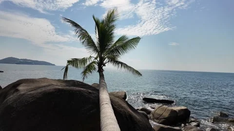 Palm tree lying on a large stone on the seashore Video stock 302185288