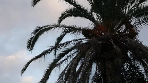 PALM TREE MCU OVERCAST SLIGHT BREEZE WITH CLOUDS Stock Footage 75617382