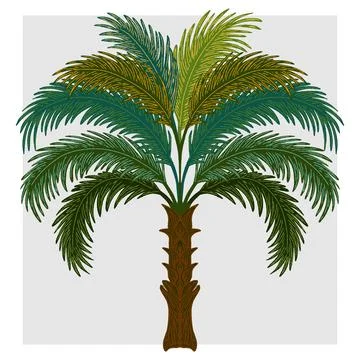 Palm tree. Mediterranean element, exotic tropical. Textured illustration with Stock-Illustration