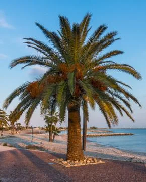 Palm tree on the  mediterranean Stock-Fotos