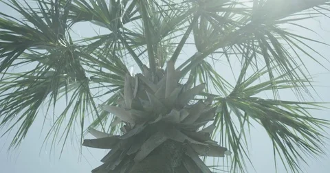 Palm Tree Medium 4K Vídeos de archivo 83839859