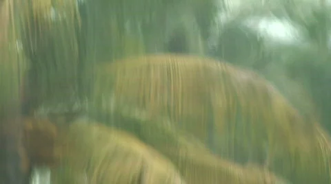 Palm Tree Melting  Stock Footage 399347