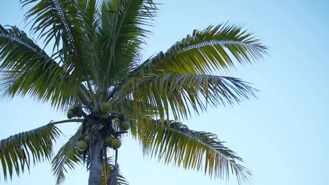Palm Tree In Miami Stock Footage 129623772