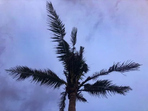 A palm tree in the middle of nowhere. Stock Photos