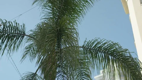 Palm tree in Monaco Stock Footage 77030810