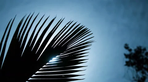 Palm tree Moon and clouds timelapse tropics Stock Footage 55385961
