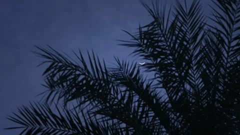 Palm tree moon in the background dramatic evening sky Stock Footage 257779843