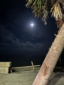 Palm tree with the moon light. Stock Photos
