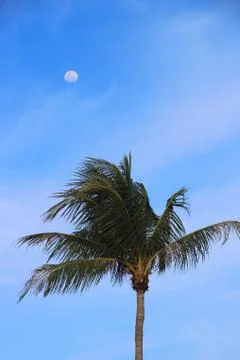 Palm tree with the moon Stock Photos