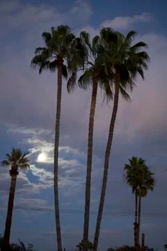 Palm tree moonlight Stock Photos