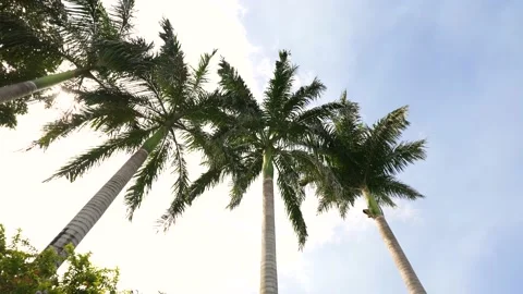 Palm Tree Motion: Drone Footage of Swaying Palms in 4K 스톡 동영상 197178785