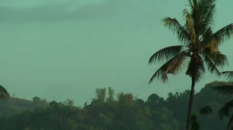 Palm tree with mountain in the background Stock Footage 22327939