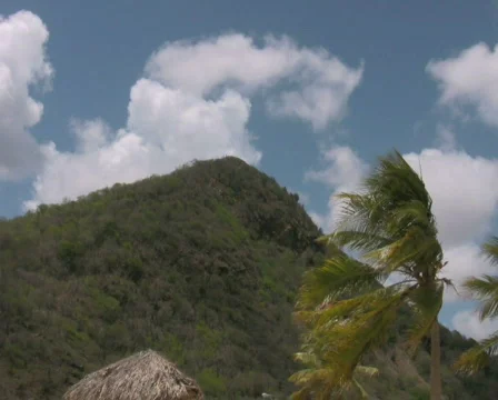Palm tree with a mountain on the background PAL Stock Footage 326064