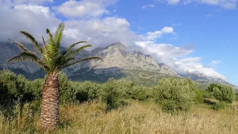 The Palm tree. Mountains. Stock Footage