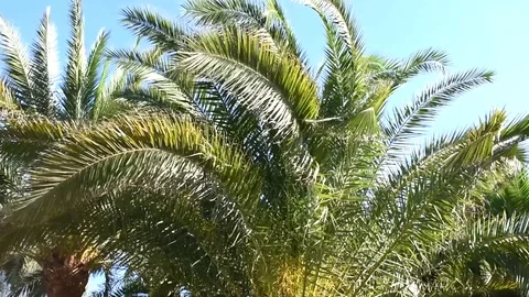 Palm tree move in the wind Stock Footage 119099350
