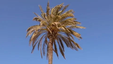 Palm tree is moved by wind at the beach 動画素材 125566774