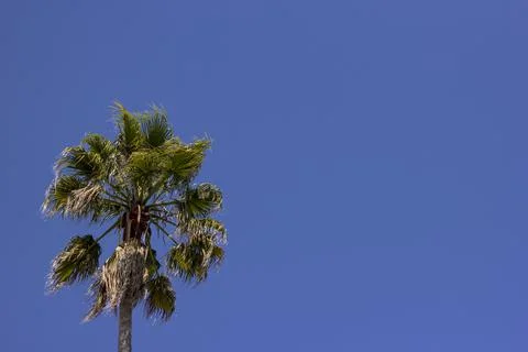 Palm tree moved by the wind on blue sky Foto stock
