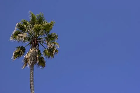 Palm tree moved by the wind on blue sky Stock Photos