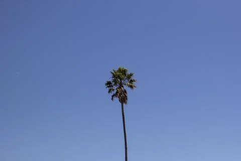 Palm tree moved by the wind on blue sky Stock Photos