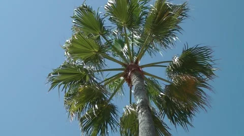 Palm tree movement against deep blue sky swaying breeze Stock Footage 48604405