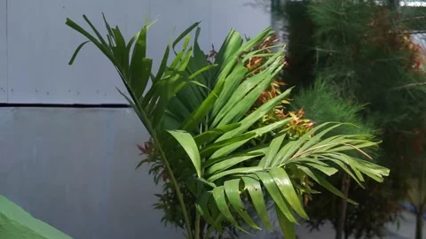 The palm tree moves Stock Footage 257704795