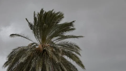 Palm tree moves in a gale. Storm clouds and wind. Видео 126004466