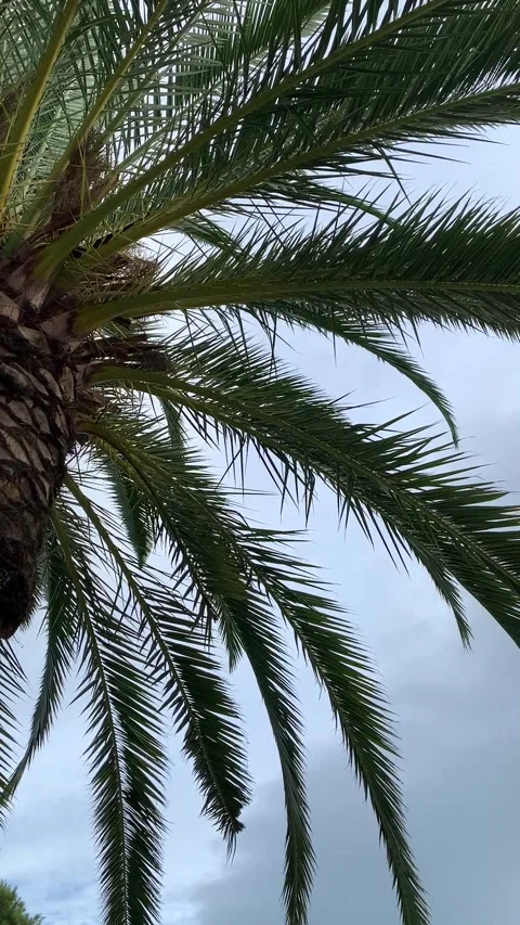 A palm tree moves with the soft breeze under an overcast sky Stock Footage 304419797