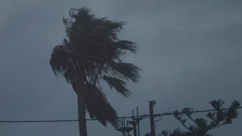 Palm tree moves in strong wind during late day, leaves swaying under cloudy.. Stock Footage 317686450