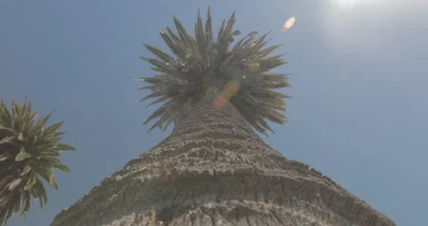 Palm tree moves in the wind Stock Footage 172223315