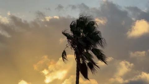 A palm tree with moving clouds in the background at sunset. Stock Footage 330990772
