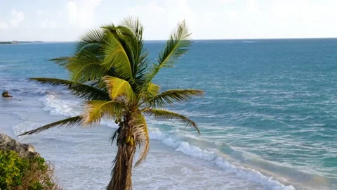 Palm tree moving in heavy wind in front of Mexican coast Stock Footage 178038014