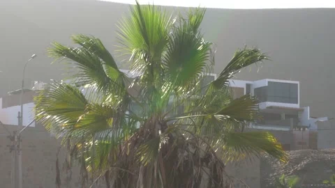 A palm tree moving in the strong wind in a condo on the beach at sunrise in 4k 動画素材 155817608