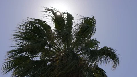 Palm tree moving in the wind Stock Footage 103867203