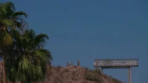 Palm tree moving in the wind Stock Footage 103867497