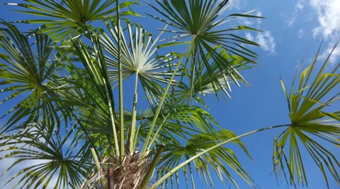 Palm tree is moving in the wind in front of a blue sky Video stock 39725812
