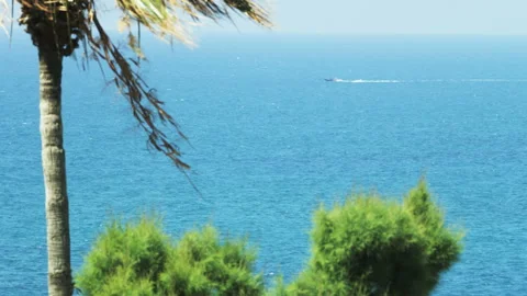 Palm Tree Moving in the Wind. Motorboat in the Background Stock Footage 88887628