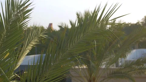 Palm tree moving in the wind sun set Stock Footage 76110575