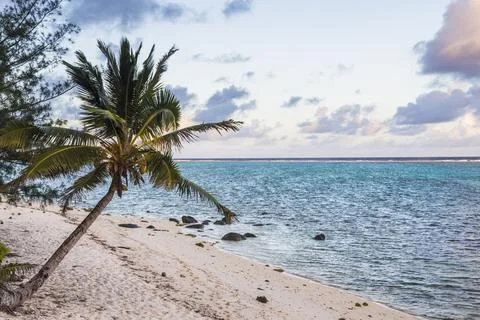 Palm tree on Muri Beach at sunset, Muri, Rarotonga, Cook Islands Stock Photos