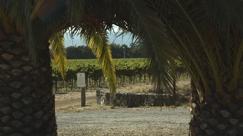 Palm tree in napa valley Stock Footage 45251021
